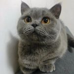 Oliver