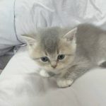 Oliver
