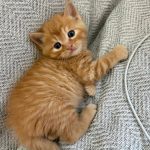 Milo